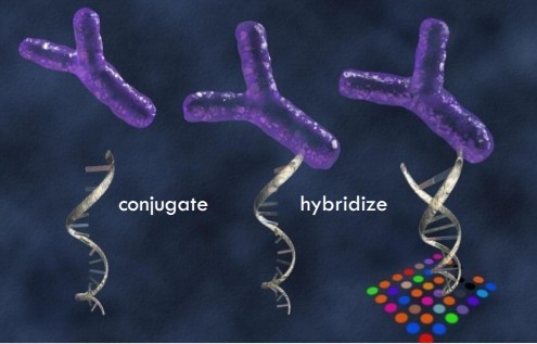A2多重ELISA檢測試劑盒