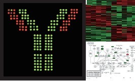 ScioCD細胞表面標記物(CD分子)表達譜抗體芯片